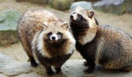 狸猫漫画,趣味横生的奇幻冒险之旅